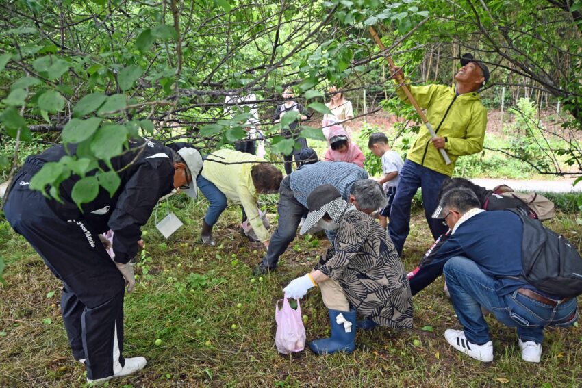 枝を振って落ちてきた梅
の実を袋に詰める参加者