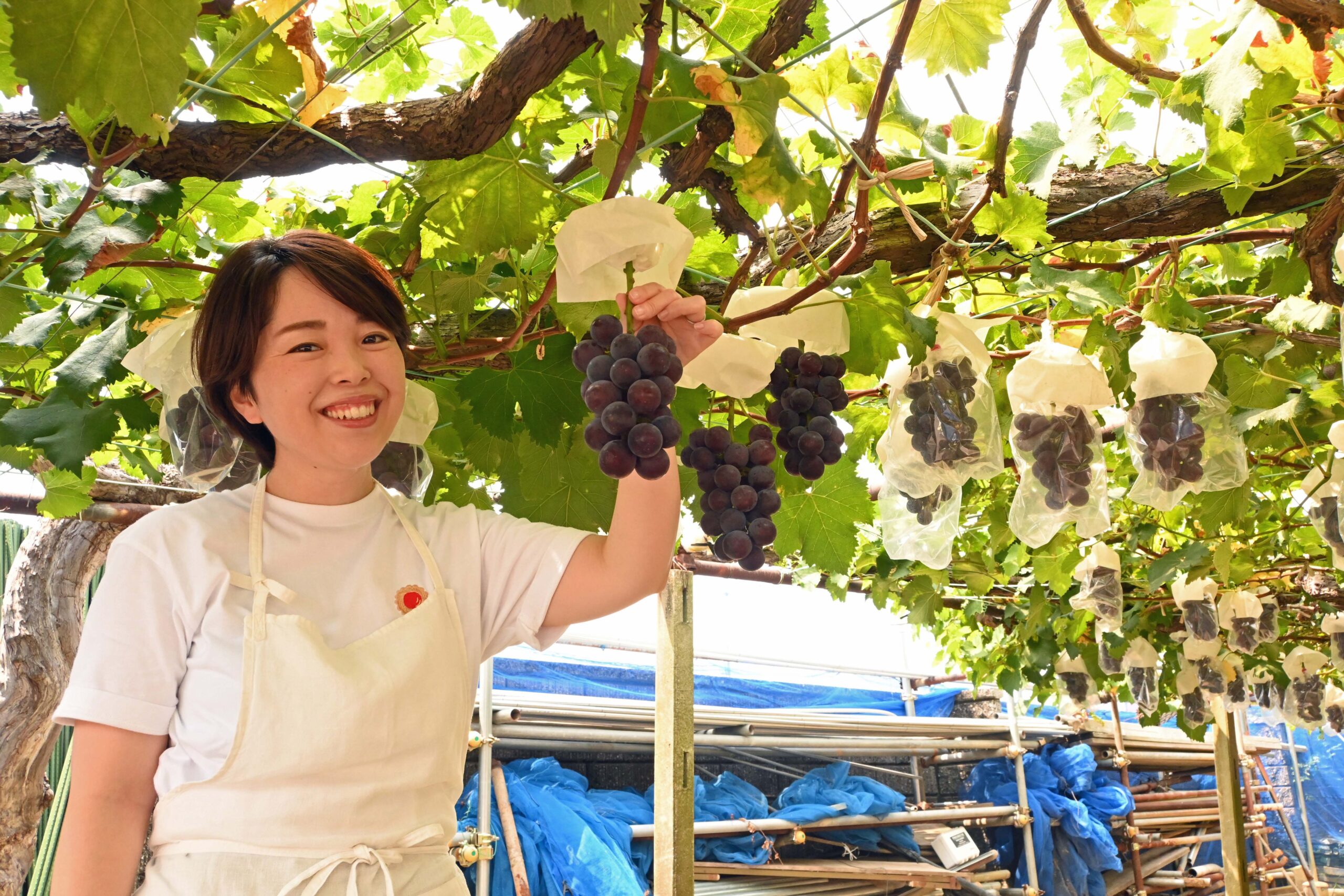 たわわに実った巨峰と 林ぶどう園の田端さん