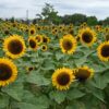 太陽に向かって咲 く「サンリッチ」