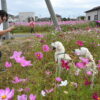 犬を散歩させながら写真を撮る女性