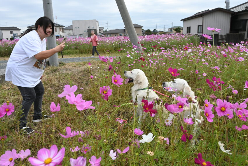 犬を散歩させながら写真を撮る女性