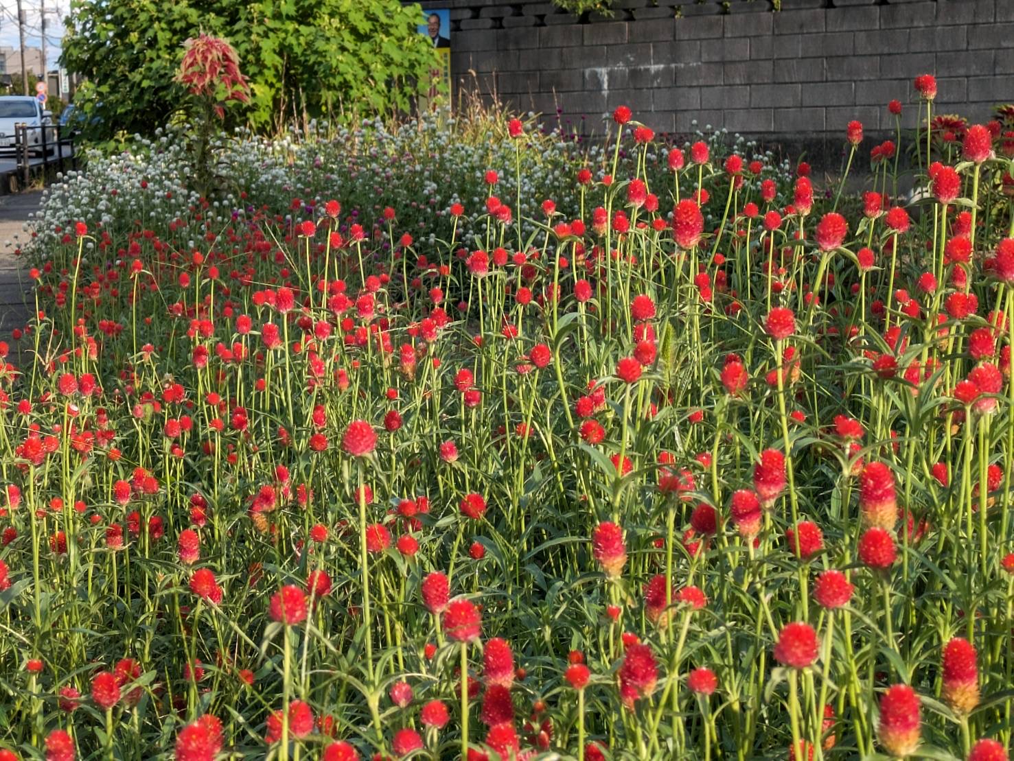 鮮やかな深紅の花を咲かせるセンニチコウ