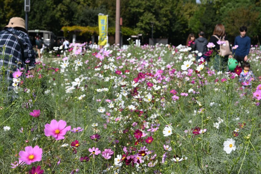 祭り終了後には、花の摘み取りも行われた。