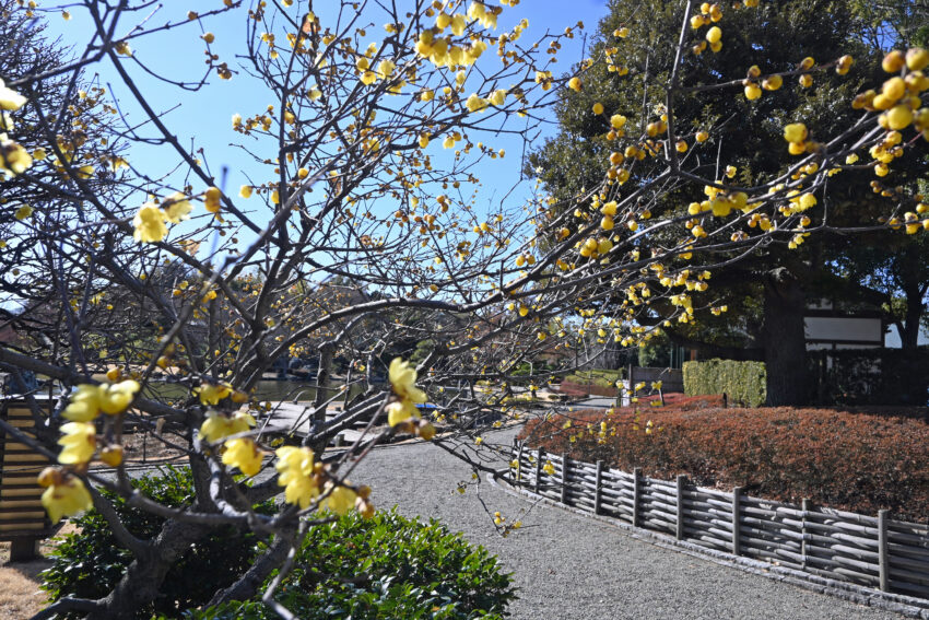 越谷・花田苑で見ごろになったロウバイ