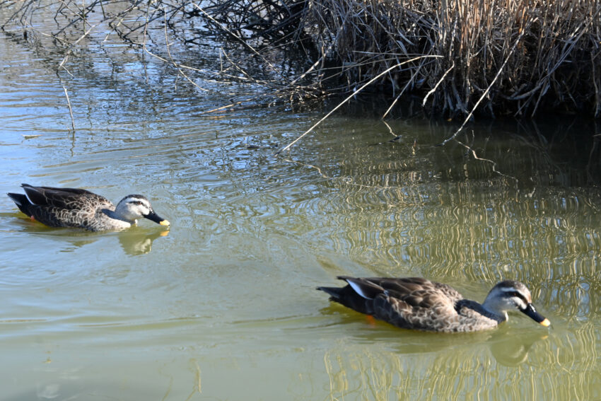 緑の丘公園に飛来したカルガモ